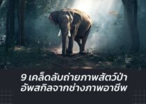 เคล็ดลับ ถ่ายภาพสัตว์ป่า