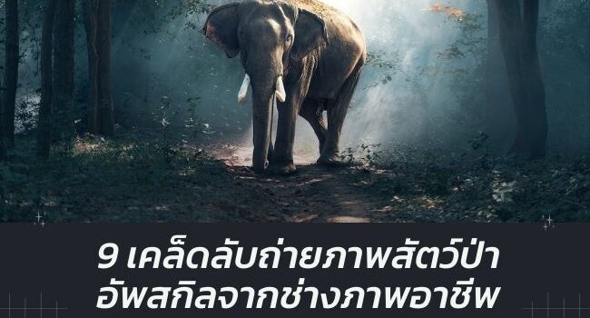 เคล็ดลับ ถ่ายภาพสัตว์ป่า