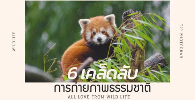6 เคล็ดลับการ ถ่ายภาพธรรมชาติ